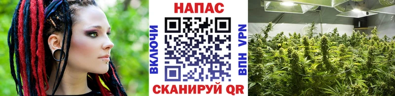 как найти наркотики  Новоржев  Шишки марихуана план 